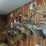 Deer Taxidermy in Maine