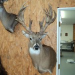 Deer head mount