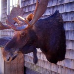 Photo of mounted moose head